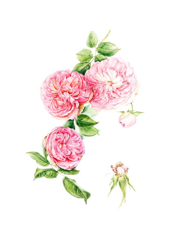 Una Rosa de Edición Especial