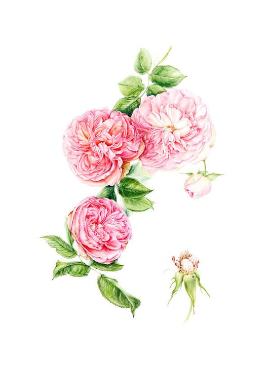 Una Rosa de Edición Especial